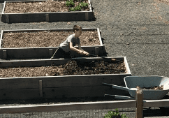 community garden
